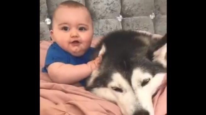 El amor de un perro y un bebé grabado por su madre durante meses