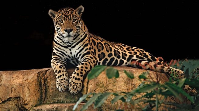 Jaguar, animal agresivo