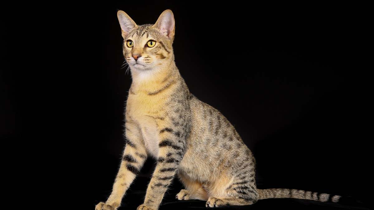 Curiosas  razas de gatos: el mau egipcio