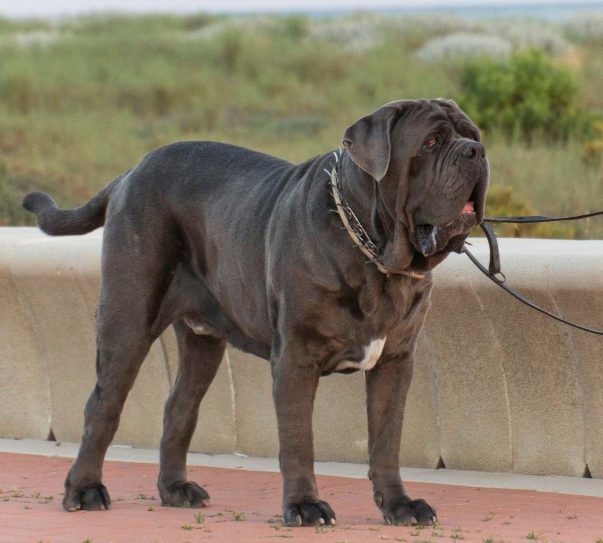 Perros grandes, el mastín napolitano