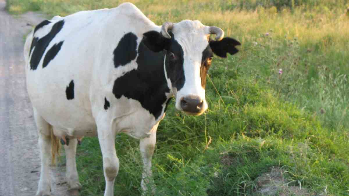 Clases y tipos de vacas