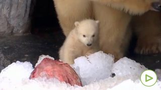 oso-polar-cria-coppenaghe