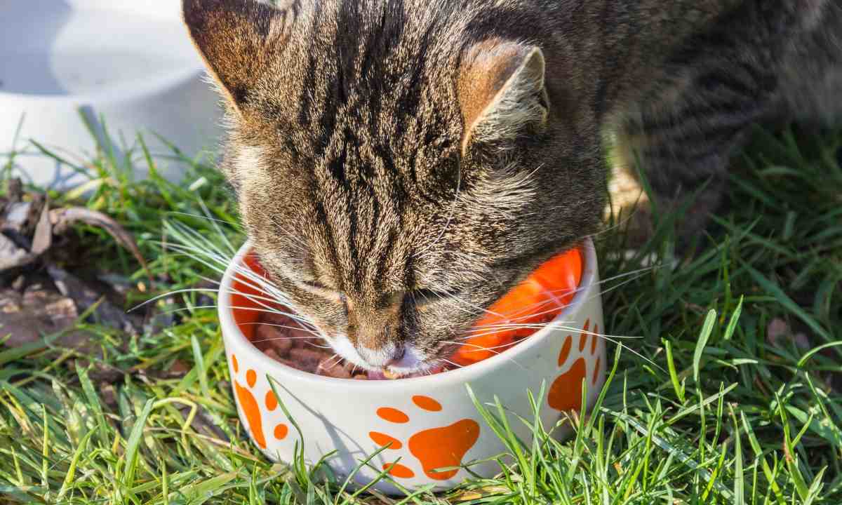 ¿Cómo alimentar a un gato anciano?