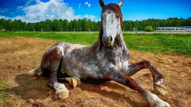 Caballo, problemas respiratorios