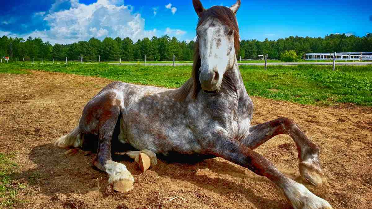 La respiración en el caballo