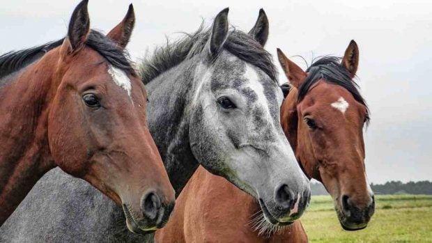 Respiración en el caballo