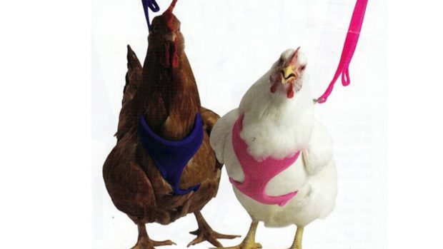Una empresa vende arneses para pasear gallinas por la ciudad