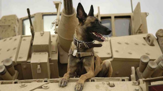 El perro en las fuerzas armadas