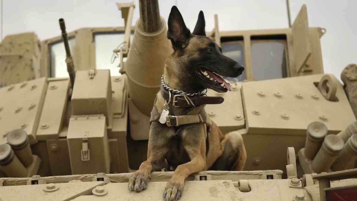 Curiosidades: el perro en el ejército