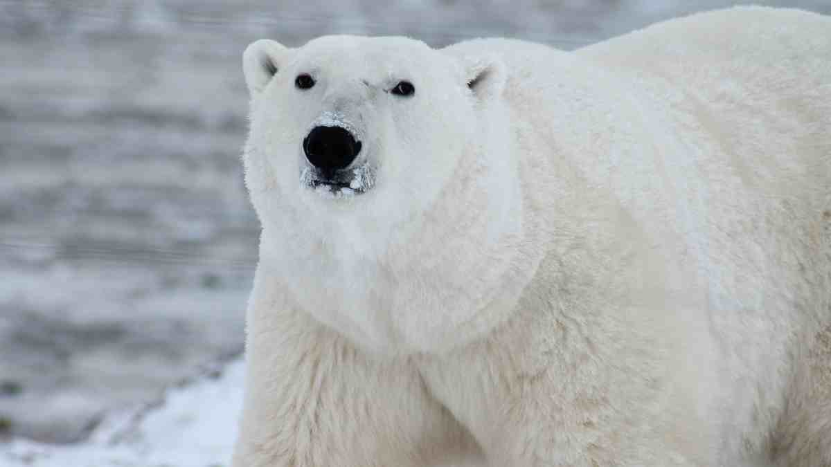 Características de los animales solitarios