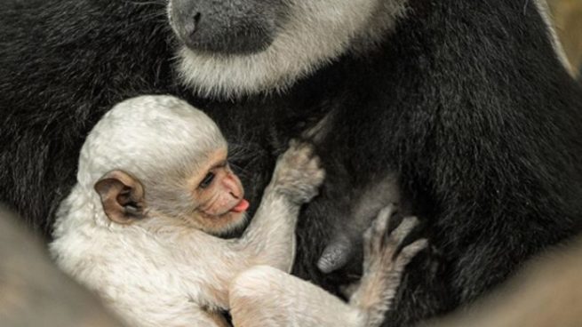 Facebook: Nace un nuevo ‘Copito de nieve’ un mono albino