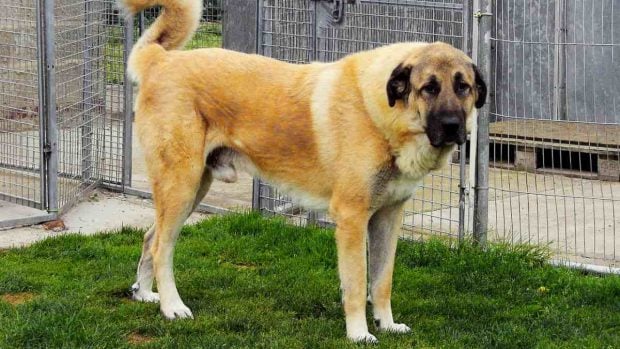 ¿Cómo es el kangal turco?