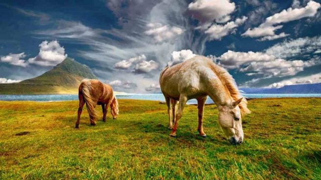 Cambios de temperatura en caballo