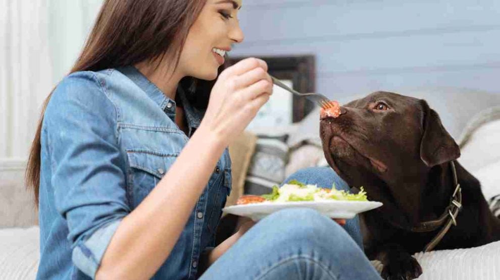 los perros pueden comer ensalada cesar