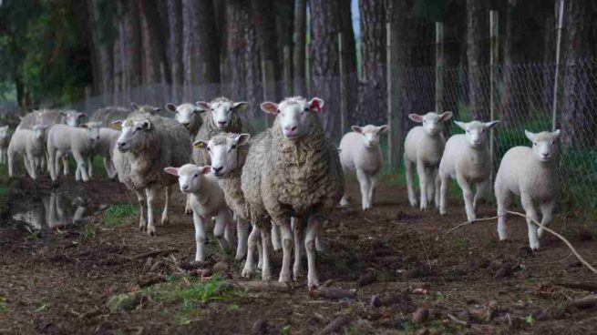 Tipos de ovejas