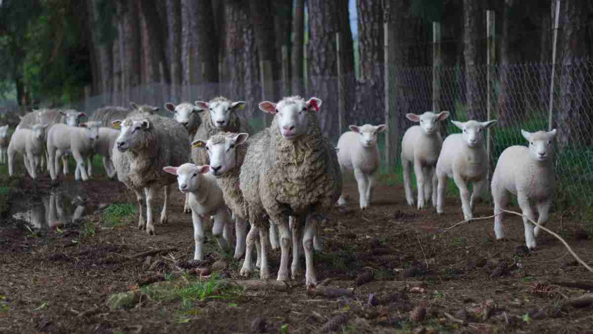 Razas de ovejas españolas