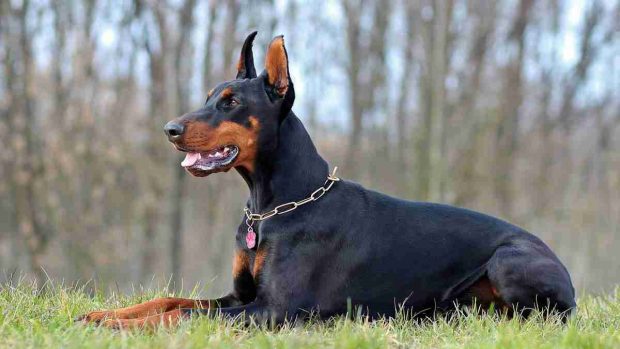 Doberman en verano