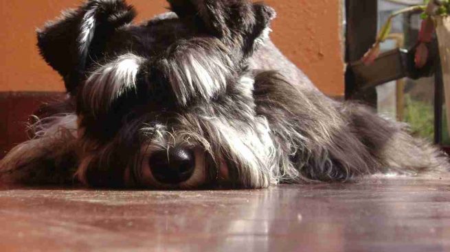 Otoematoma en perros