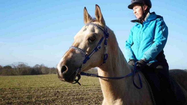 Caballo Akhal - Teke