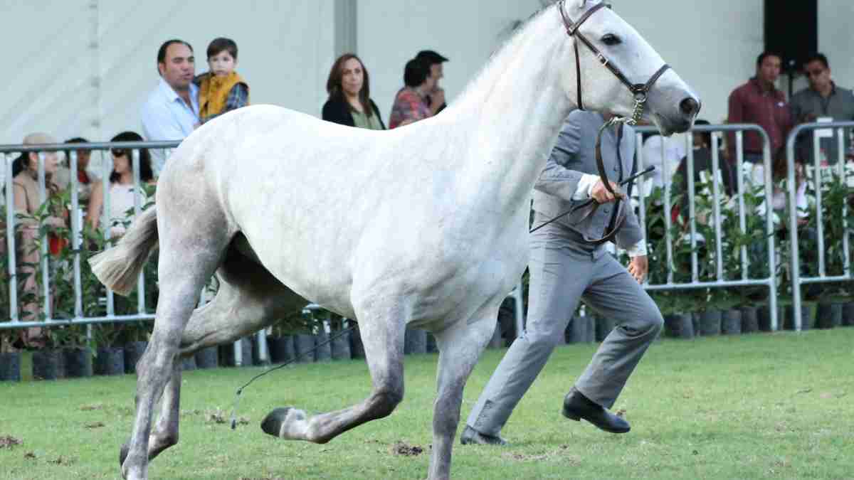 ¿Cómo es el caballo lusitano?