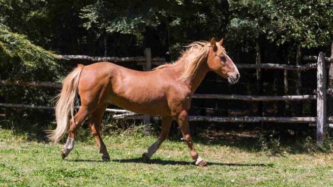 Golpe de calor del caballo