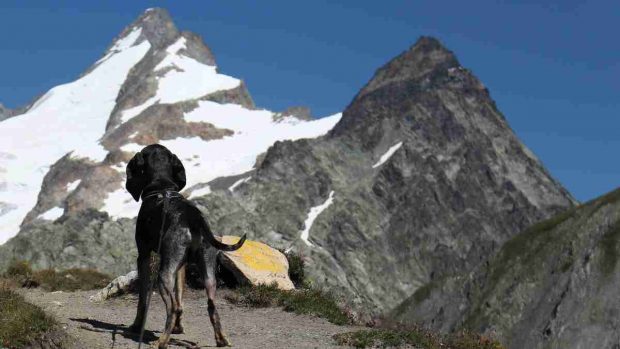 El perro y la altitud