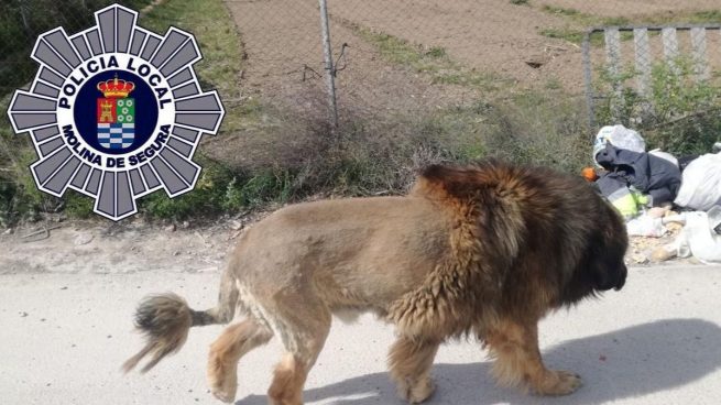Pánico entre los vecinos de Molina del Segura por confundir un león con un perro