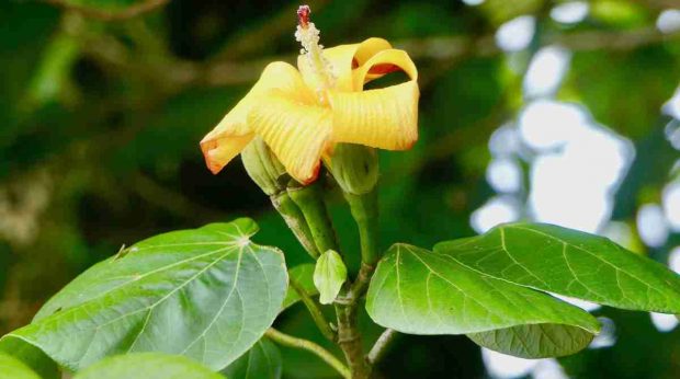 Mermelada de flor de Jamaica