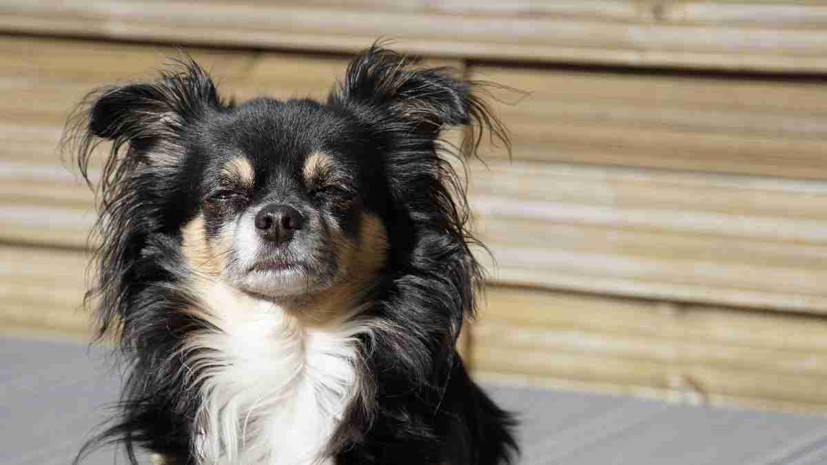 Consejos de alimentación para tu perro anciano