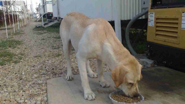 Alimentar a perro anciano