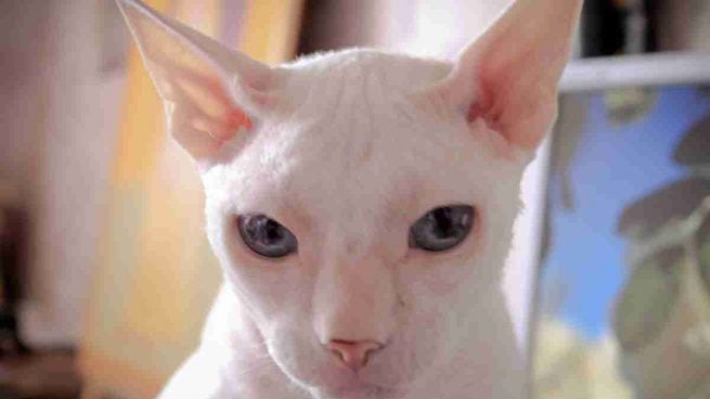 Gato Cornish Rex