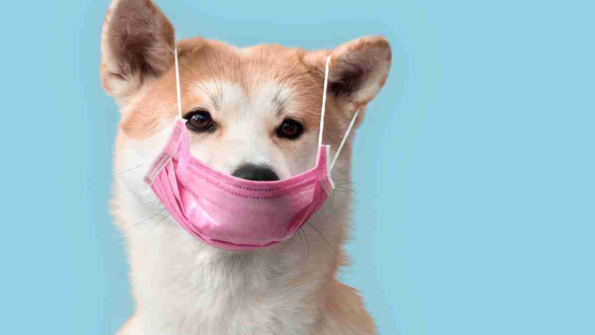 ¿Cómo afecta el coronavirus en perros?