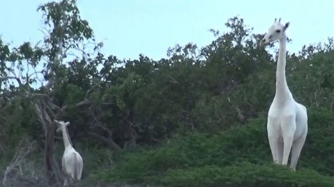 Cazadores furtivos matan a dos de las últimas jirafas blancas del mundo