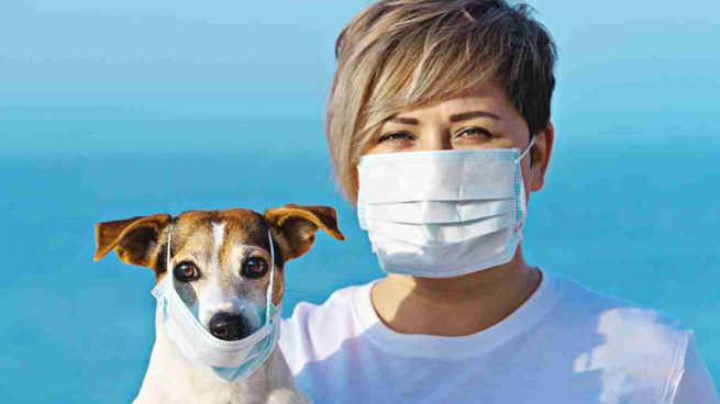 Mascotas y coronavirus