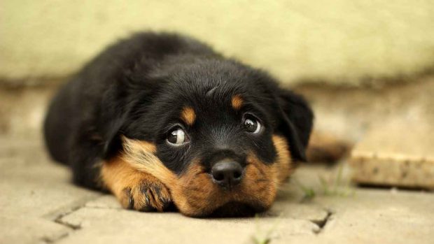 Perro en casa coronavirus