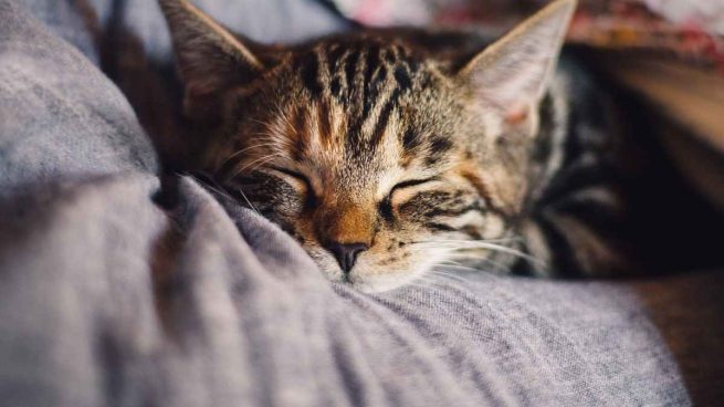 Cambios de temperatura en gatos