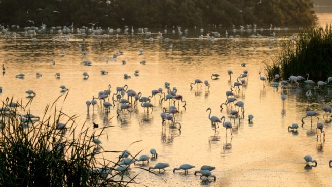El Parque Nacional de Doñana se protege contra el coronavirus