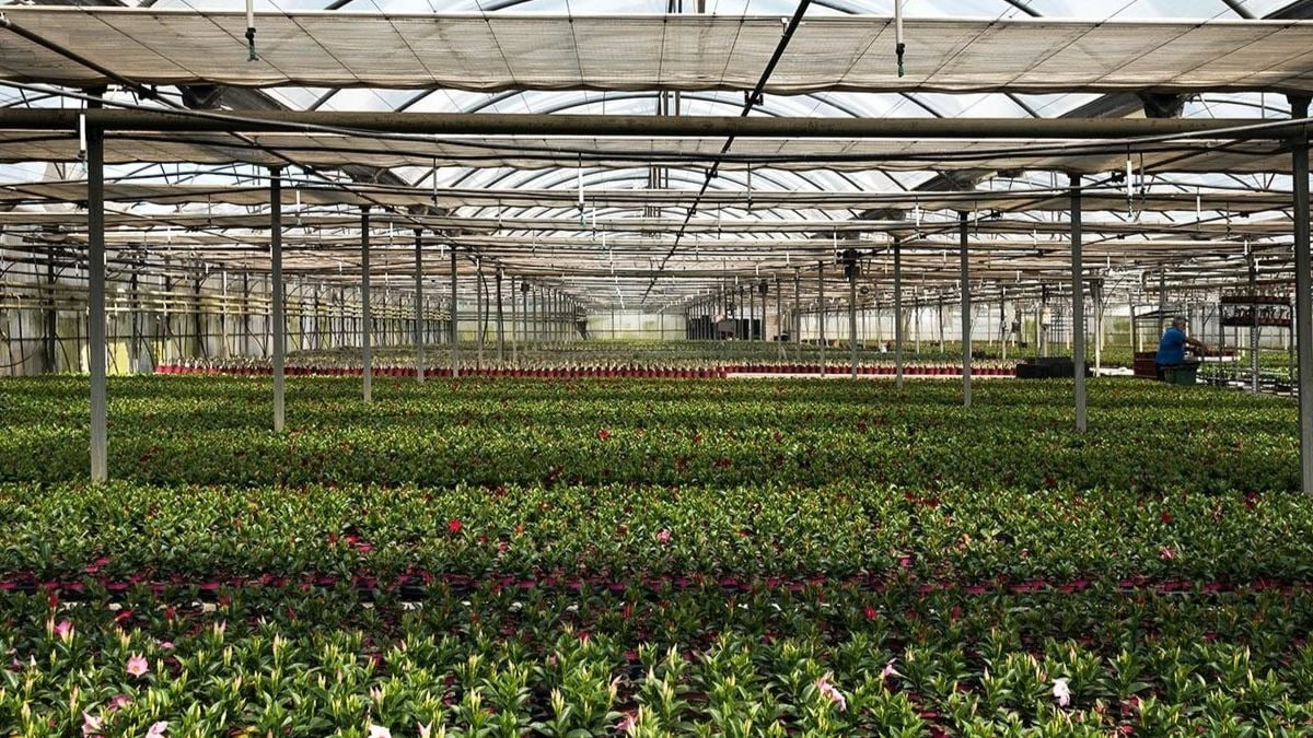 El sector agrícola en Almería continúa trabajando con normalidad