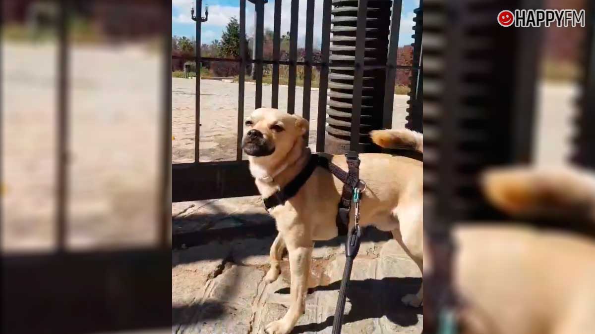 Vídeo viral: Un perro llora porque está triste por no poder ir al parque