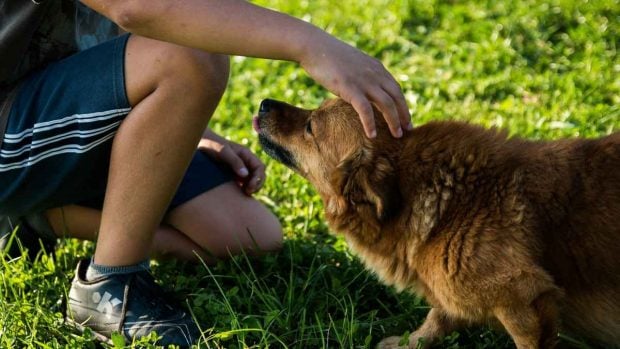 Convivencia entre hijo y perro