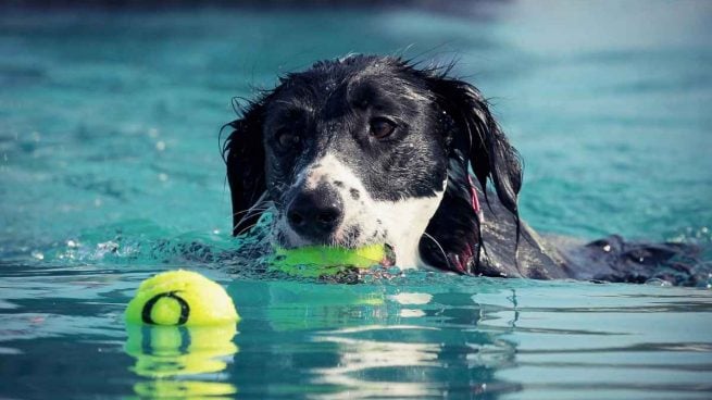 Perro en piscina