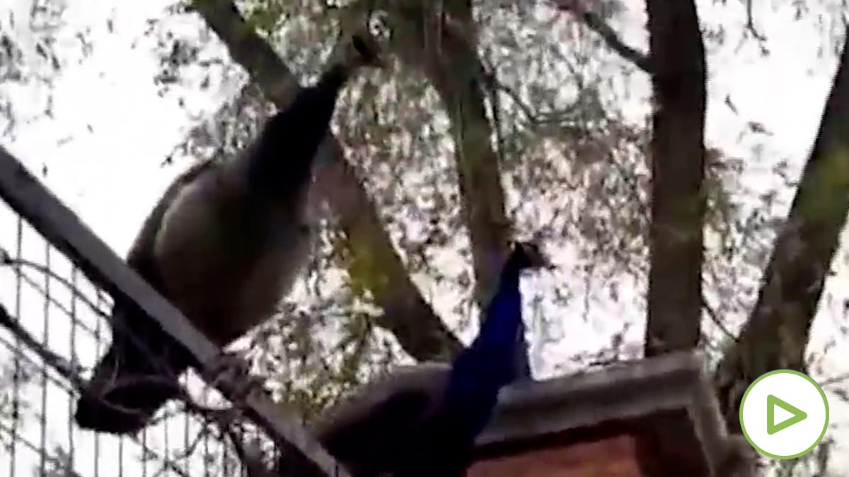 Pavos del Retiro