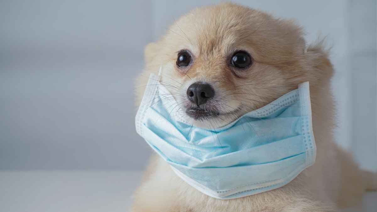 Consejos de mascotas durante la cuarentena por coronavirus