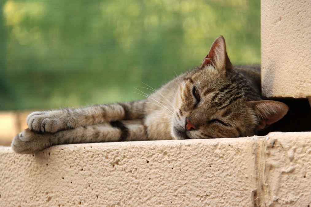 Prevención y tratamiento de la epilepsia en gatos