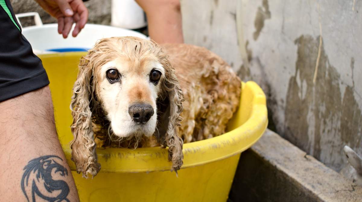 Bañar a un perro cachorro
