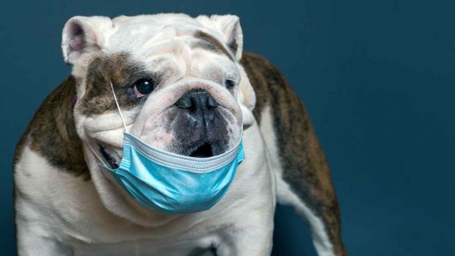 Perros y gatos, víctimas colaterales del coronavirus