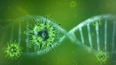 El coronavirus en nuestro sistema inmune