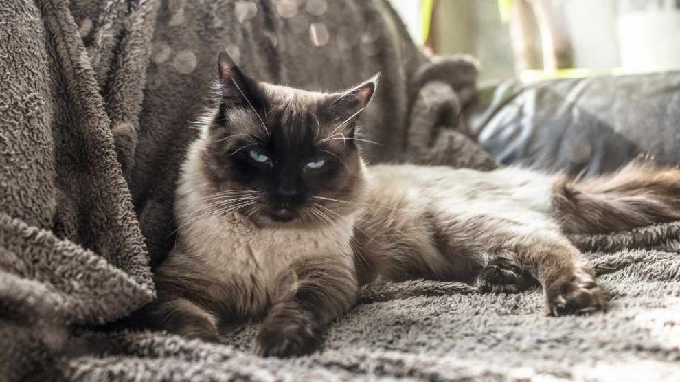 El gato ragdoll