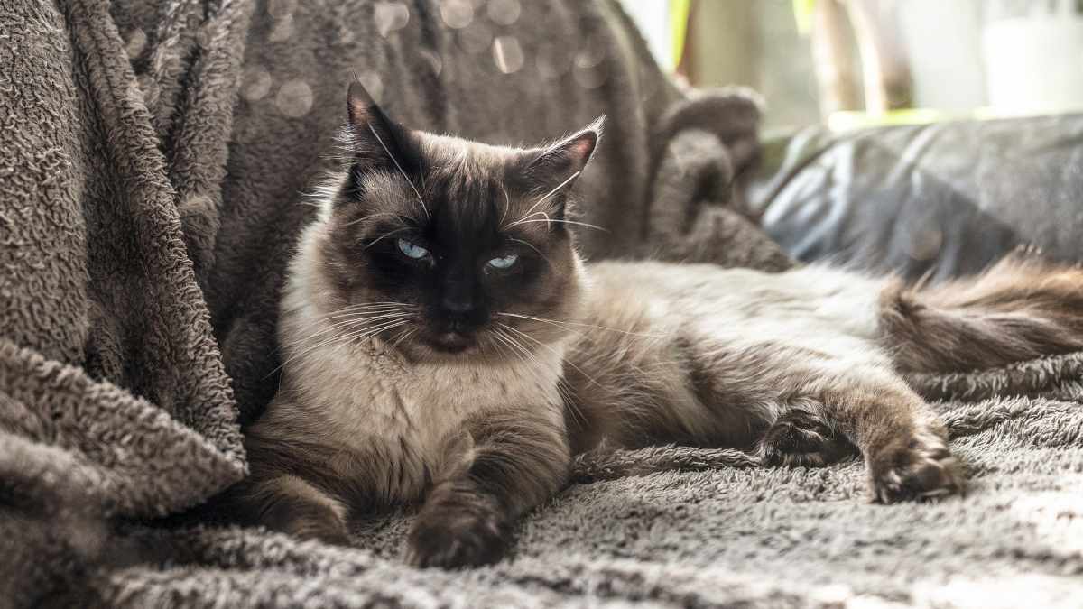 La raza gato ragdoll