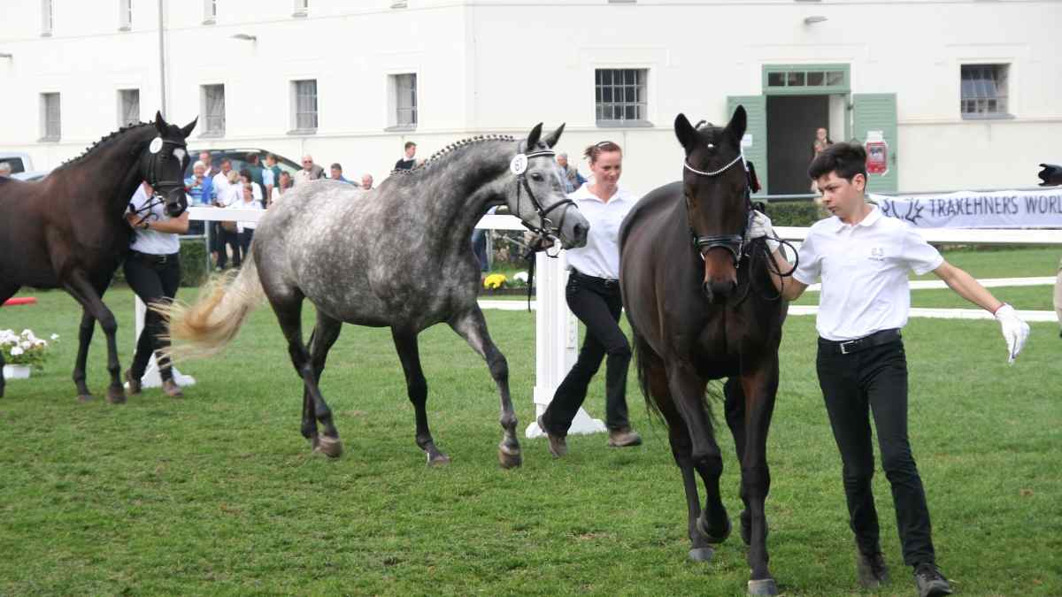 ¿Cómo es el caballo trakehner?